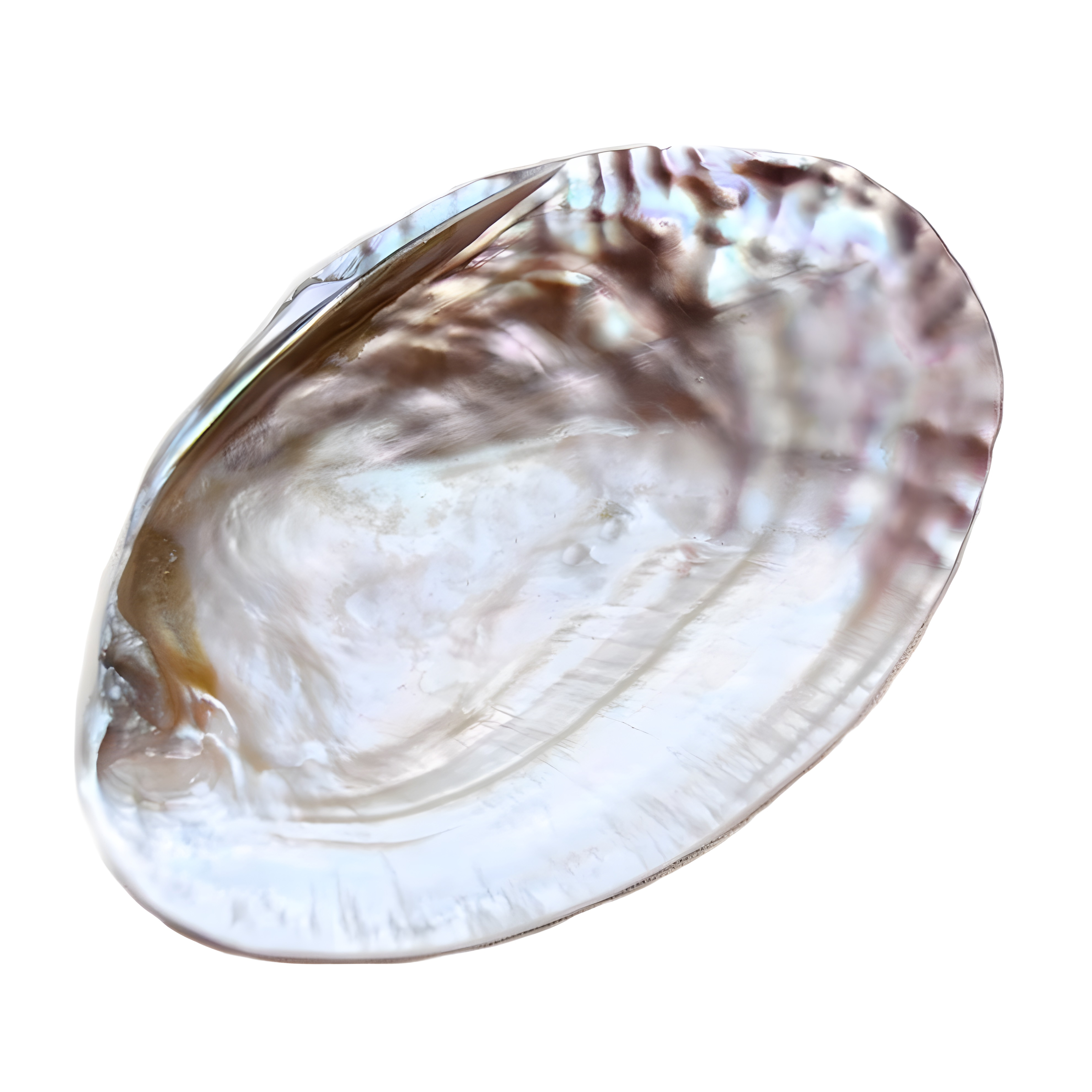 YOGIXO Deniz Kabuğu Tütsülük