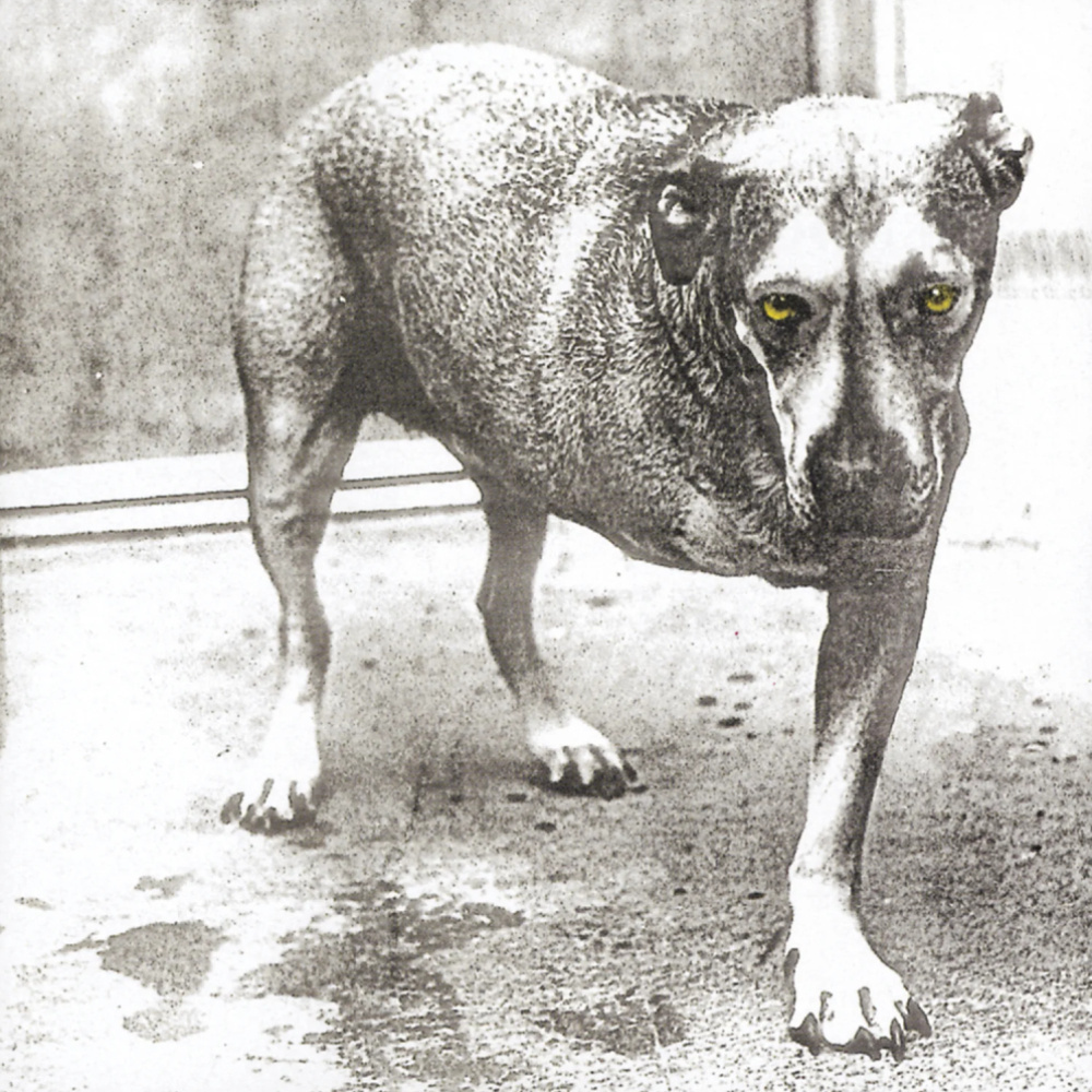 Alice In Chains - Alice In Chains (30th Anniversary) (Highlighter Yellow Vinyl)