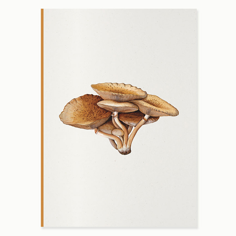 PAPER STREET Mantar III - Inocybe Pudica Defter