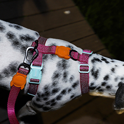 ZEE.DOG Nox Sidus Göğüs Tasması - M Beden