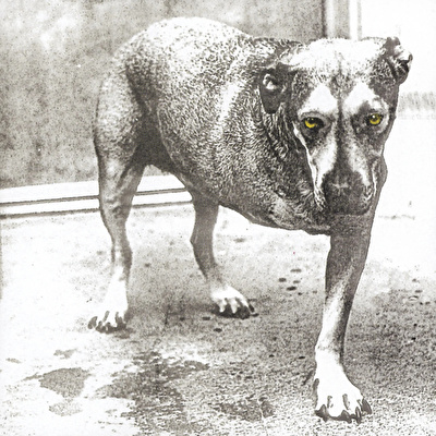 Alice In Chains - Alice In Chains (30th Anniversary) (Highlighter Yellow Vinyl)
