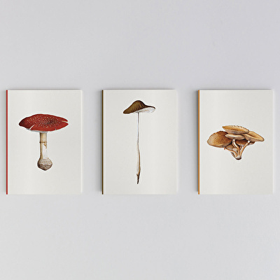 PAPER STREET Mantar II - Agaricus Radicatus Defter