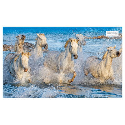 DK - The Horse Encyclopedia