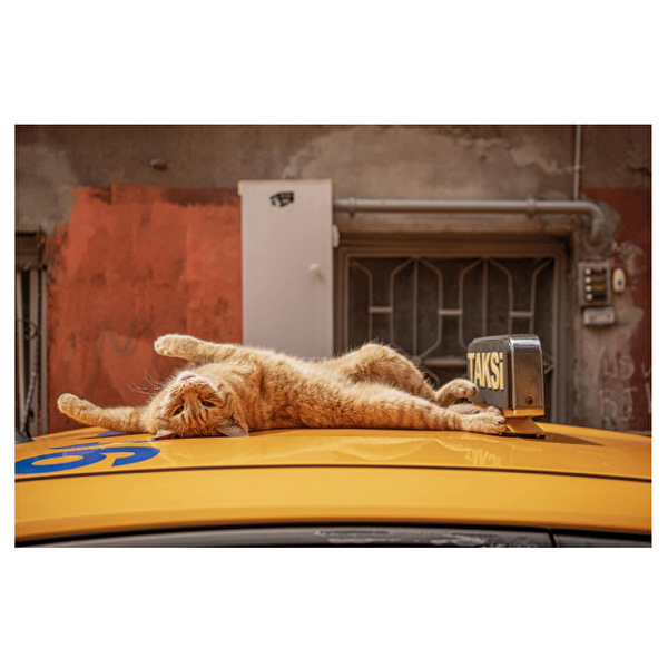 Thames Hudson - City Cats of Istanbul