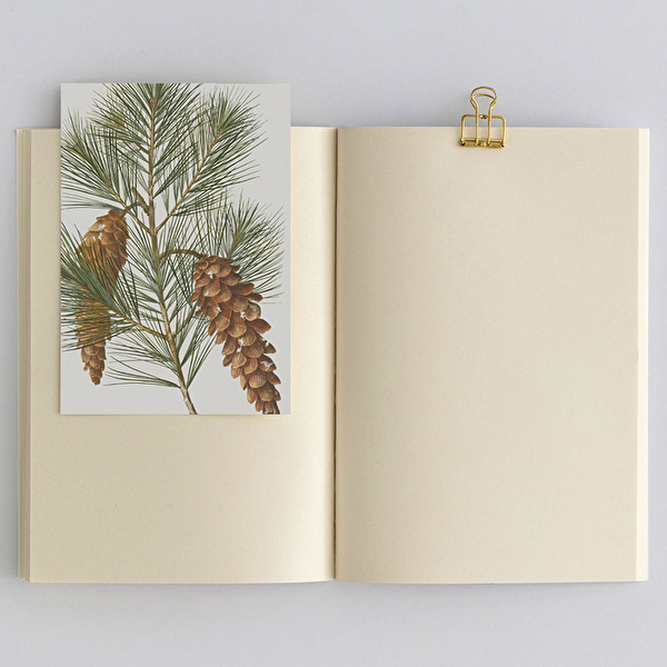 PAPER STREET Mantar I - Amanita Muscaria Defter