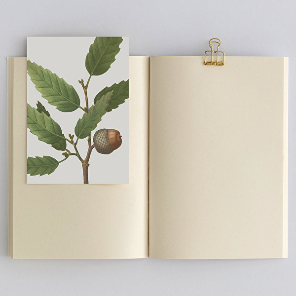 PAPER STREET Mantar III - Inocybe Pudica Defter
