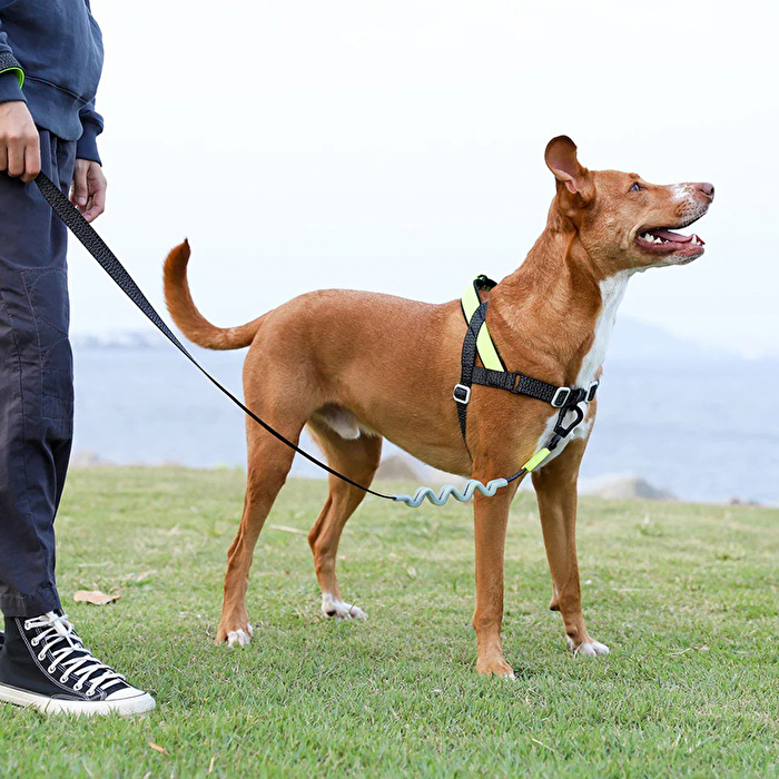 ZEE.DOG Nox Ruff Gezdirme Tasması - L Beden