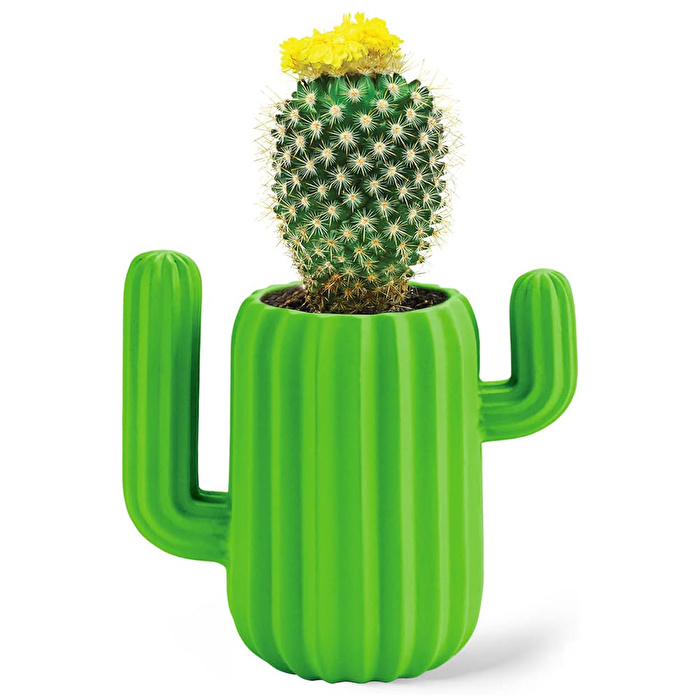 MUSTARD Cactus Masaüstü Organizer