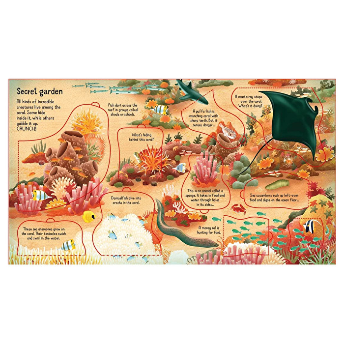 Look Inside A Coral Reef