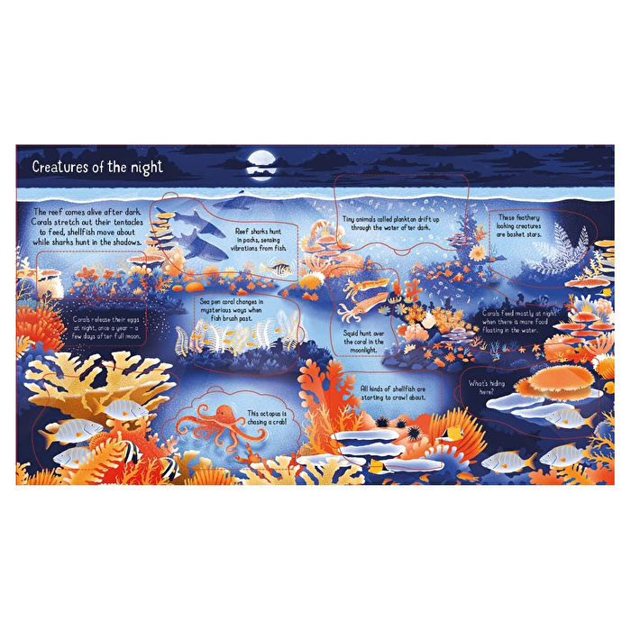 Look Inside A Coral Reef